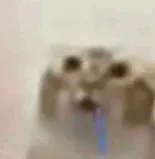 A silly cat with saliva dripping from its mouth